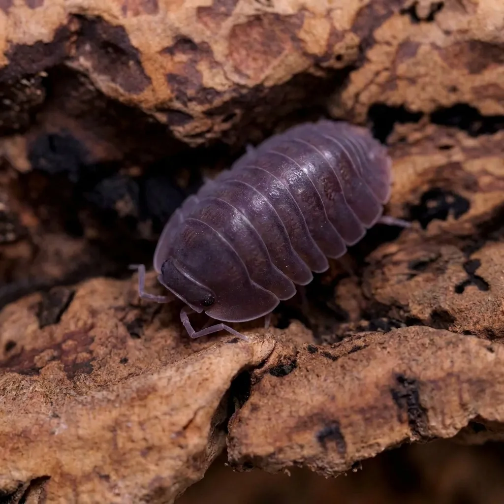 Cubaris sp. Black Evil isopods on moss and bark in a humid terrarium setup