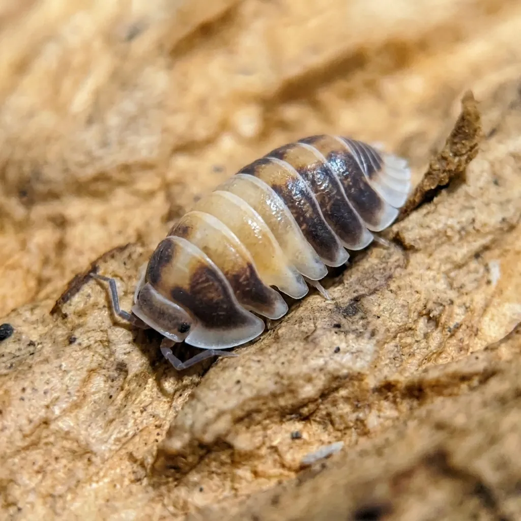Cubaris sp. Cappuccino isopods on moss and bark in a humid terrarium setup