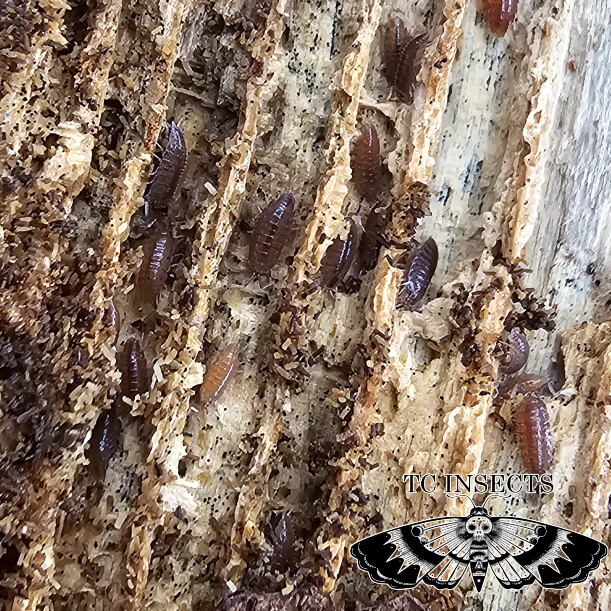 Trichoniscus pusillus "Pygmy woodlouse" - Image 3