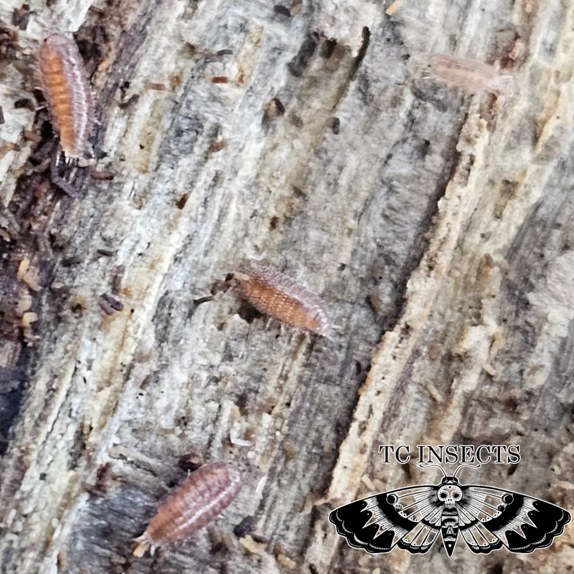 Trichoniscus pusillus "Pygmy woodlouse" - Image 2