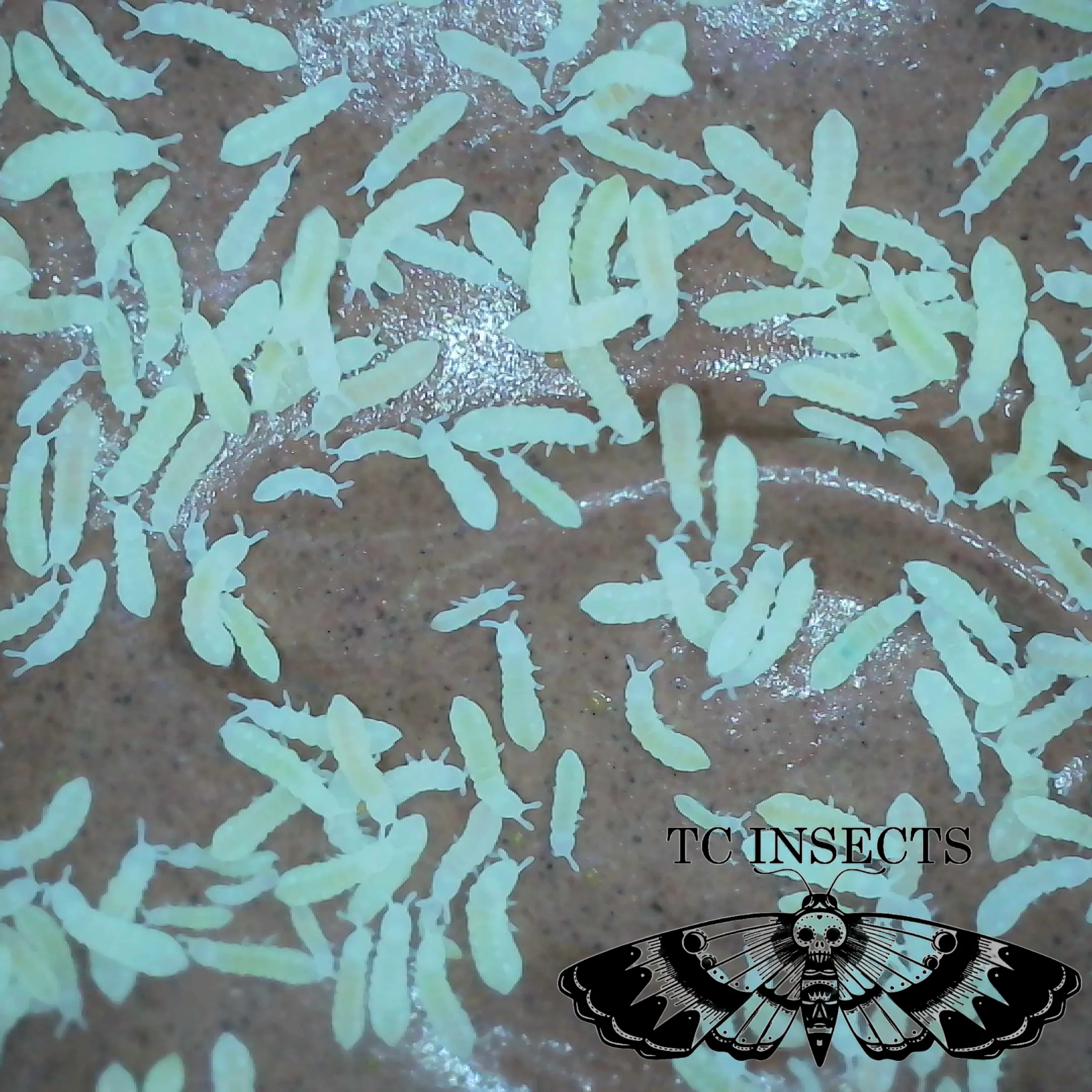Little Soil springtails culture with tiny Onychiurinae springtails