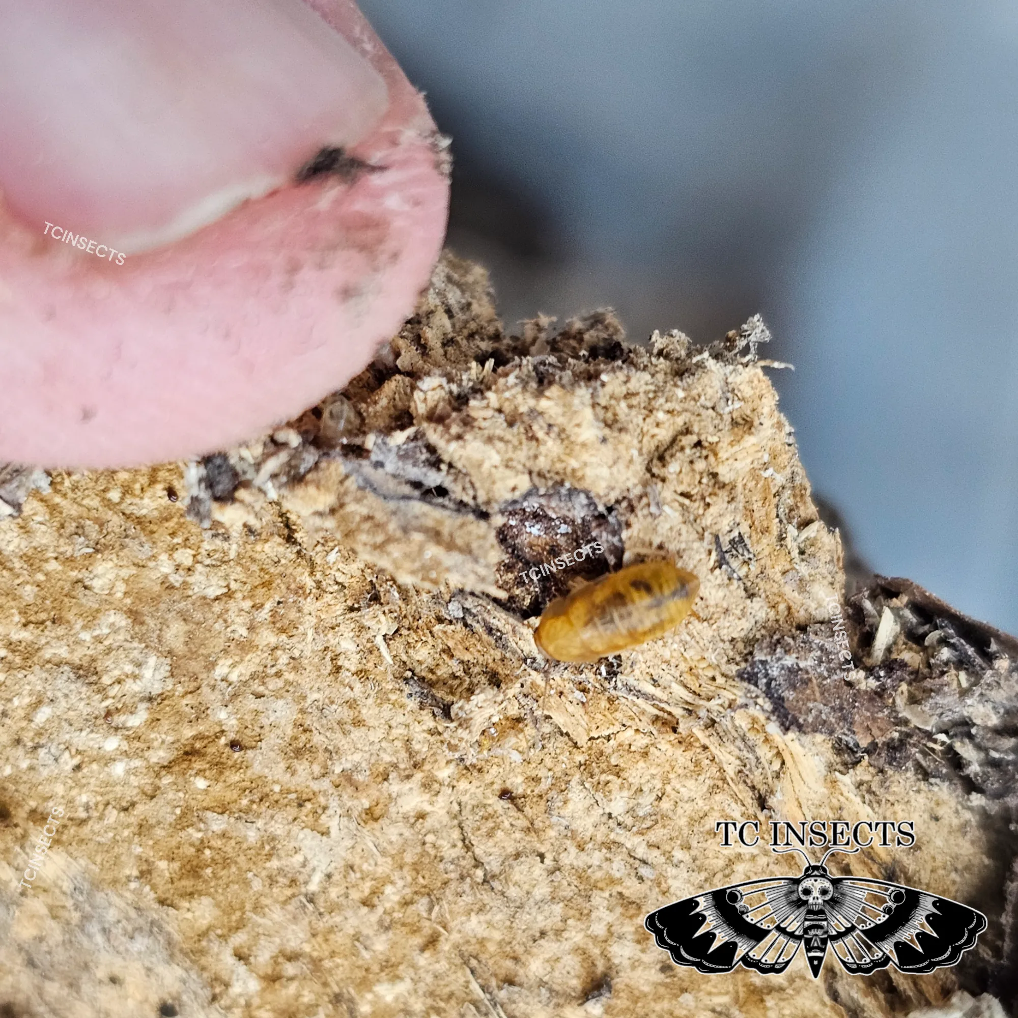 Compsodes schwarzi "Micro Hooded Roach" - Image 2