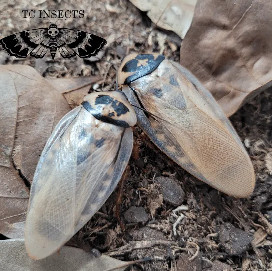 Eublaberus distanti “Ivory” - Image 3