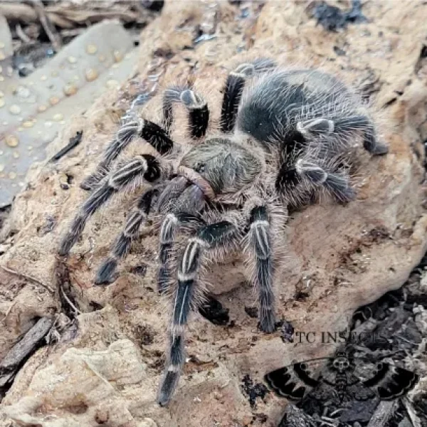 Grammostola pulchra | Brazilian Black Tarantula