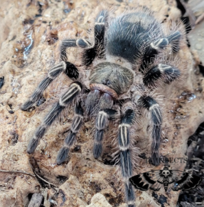 Chaco golden knee tarantula for sale| Tarantulas for Sale | 20% OFF