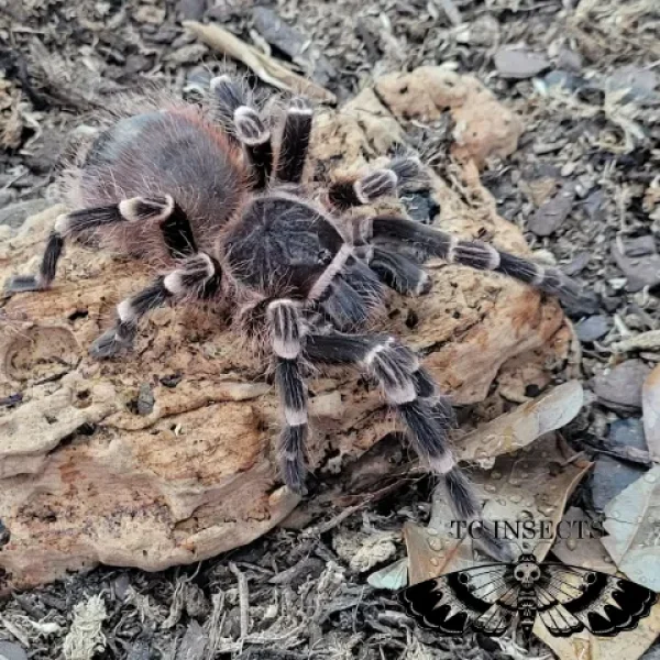 Acanthoscurria Brocklehurst | Brazilian Black and white tarantula