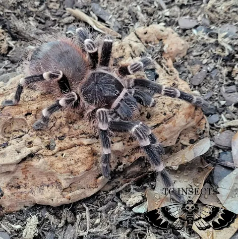 Acanthoscurria Brocklehurst | Brazilian Black and white tarantula - Image 2