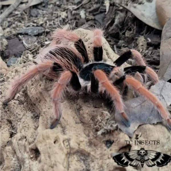 Megaphobema robustum | Colombian Giant Red Leg Tarantula