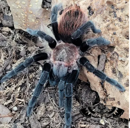 Tliltocatl vagans | Mexican Red rump tarantula
