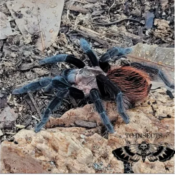Tliltocatl vagans | Mexican Red rump tarantula