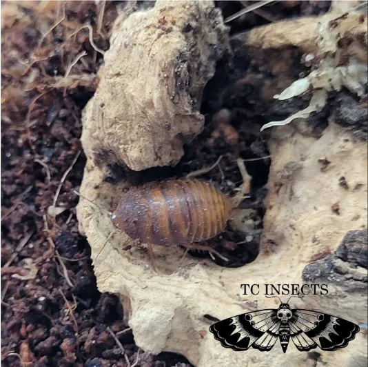 Ergaula pilosa "Big black beetle mimic Roach" - Image 3