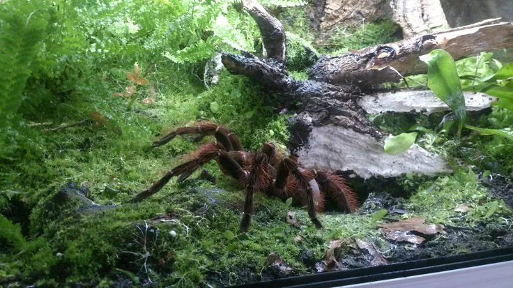 Tarantula Enclosure