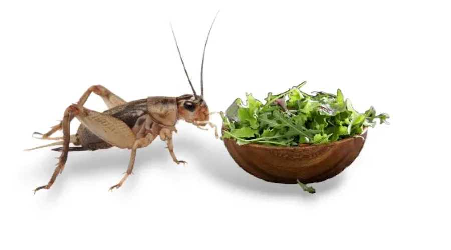 How to Care for Crickets