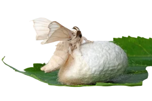 Silkworm Care Sheet