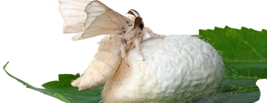 Silkworm Care Sheet