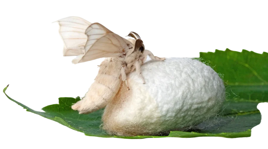 Silkworm Care Sheet