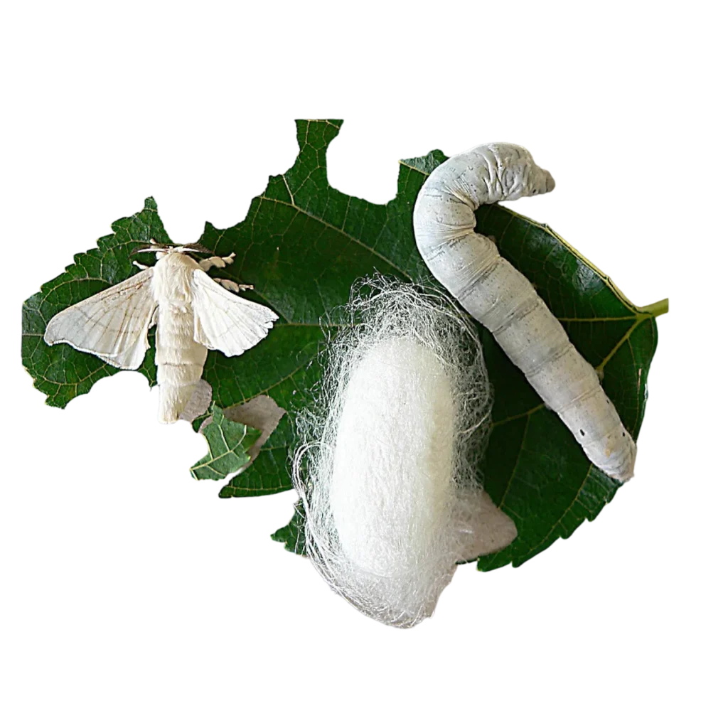 How to care for silkworms