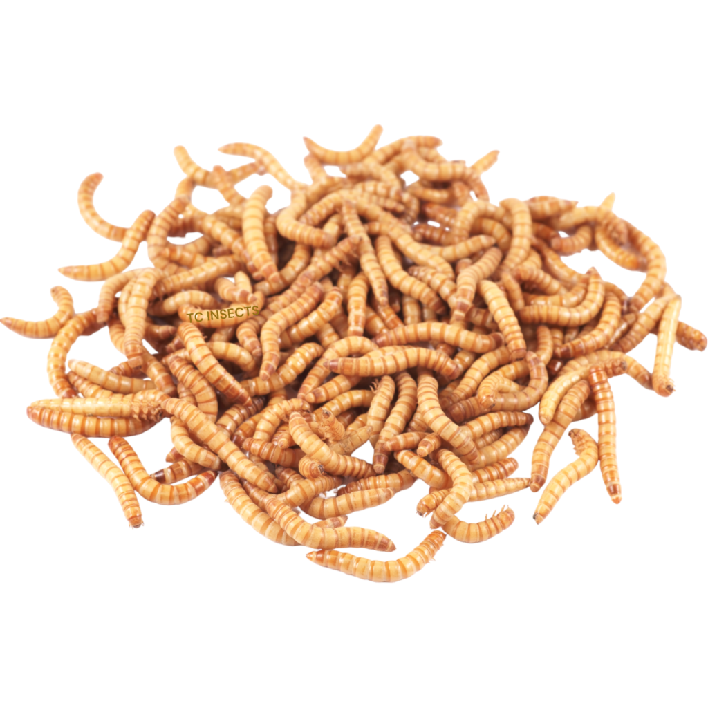 Large Mealworms For Sale | $2 and Up