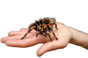 Choosing the right tarantula