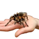 Choosing the Right Tarantula for You
