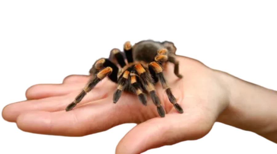 Choosing the right tarantula