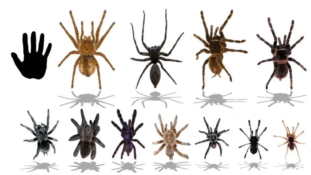 Tarantula Size Guide