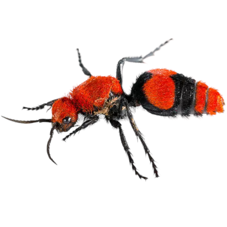 Buy Velvet Ants For Sale | 15% OFF | #1 Supplier