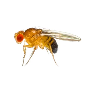 Fruit Fly Cultures