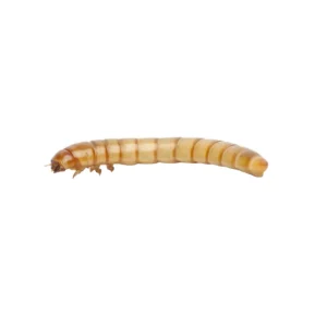 Live Mealworms