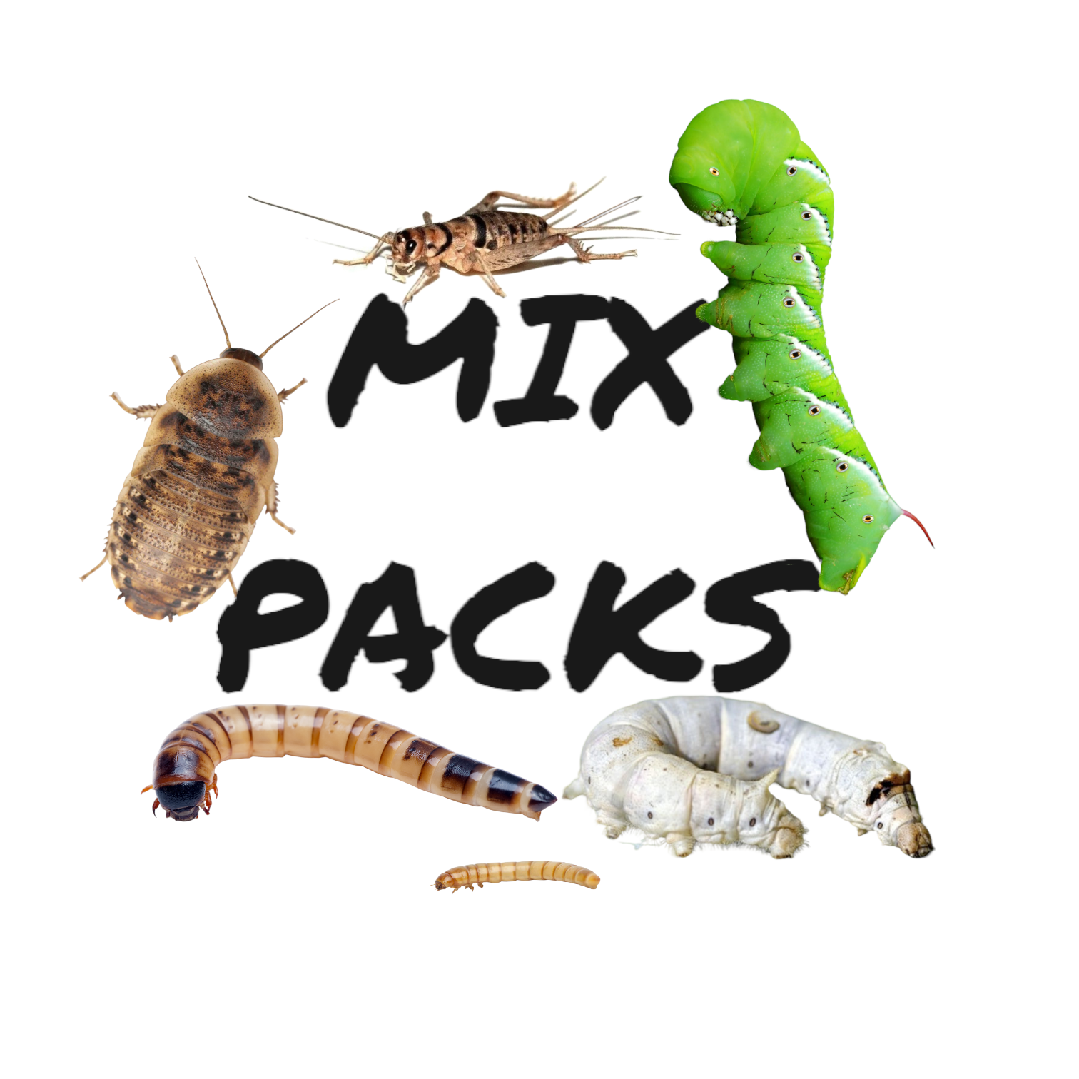 Feeder Insect Mix Packs - TC INSECTS