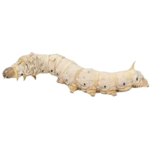 Live Silkworms