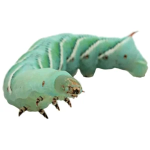 Live Hornworms