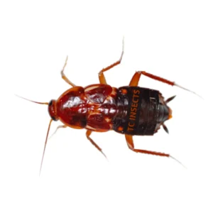 Red Runner Roaches