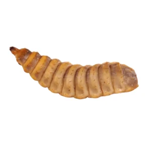 Live Calcium Worms BSFL