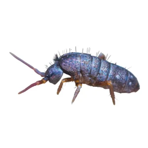 Live Springtails