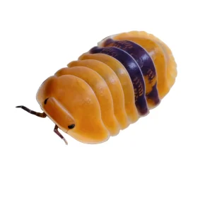 Live Isopods