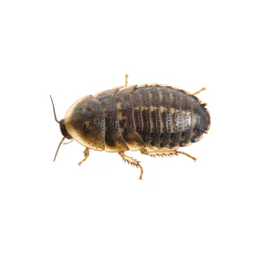 Live Dubia Roaches