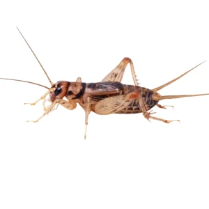 Live Crickets