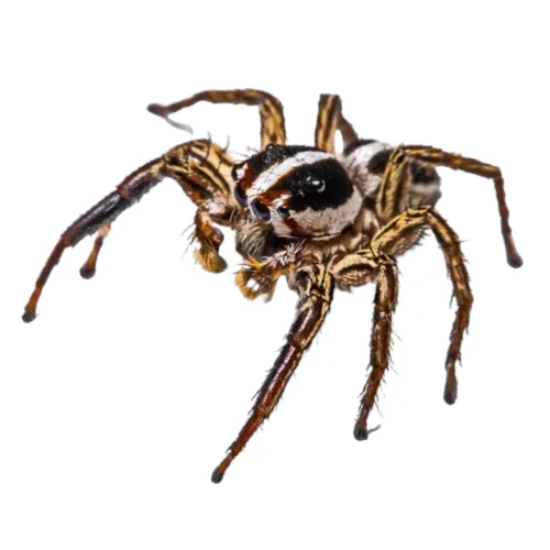 Buy Pantropical Jumping Spider For Sale
