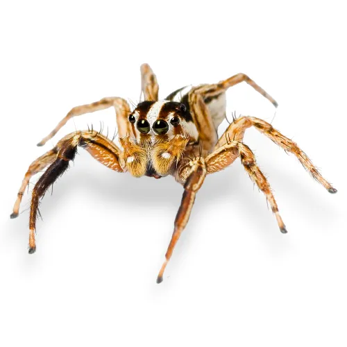 Buy Pantropical Jumping Spider For Sale