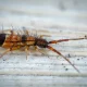 How to Care for Springtails