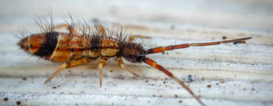 springtail on white textured surface