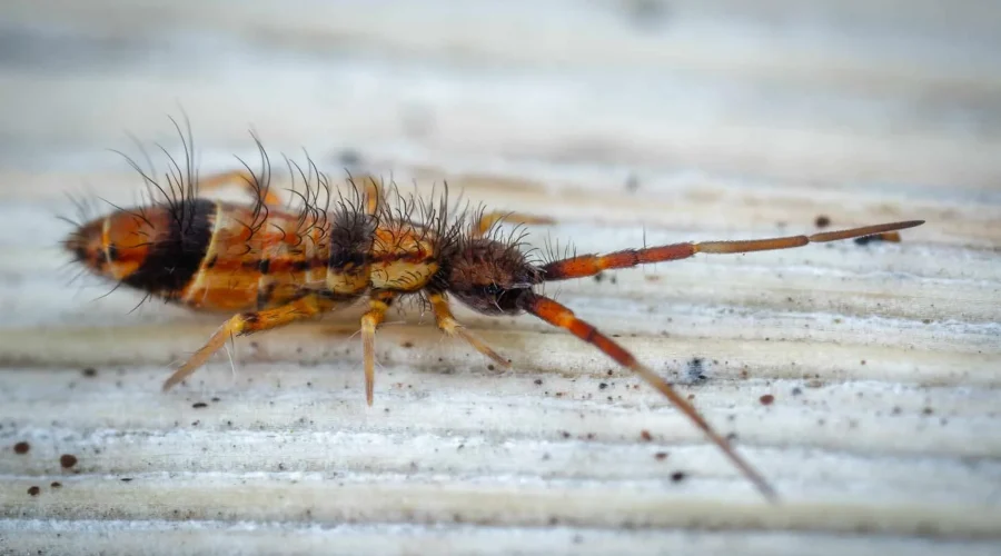 springtail on white textured surface