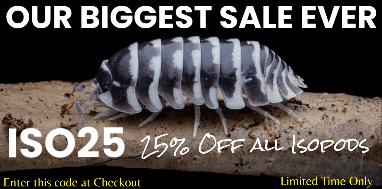 Isopods for Sale | $8.99 and Up | #1 Supplier