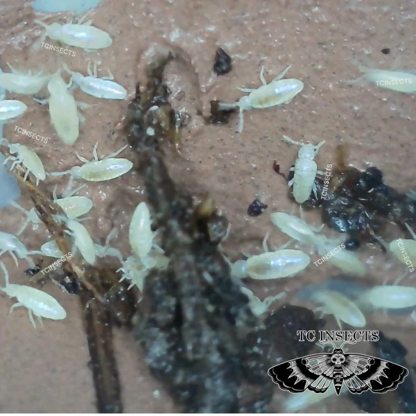 Lepidocyrtus Sp. | Tropical Thunder Springtails