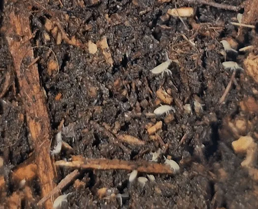 Bylas Ant springtails culture with moist springtail medium