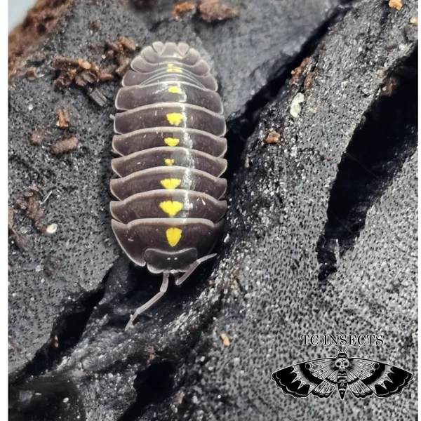 Armadillidium germanicum “Darth Vader”
