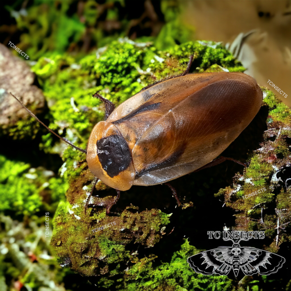 Live Feeder Insects - TC INSECTS