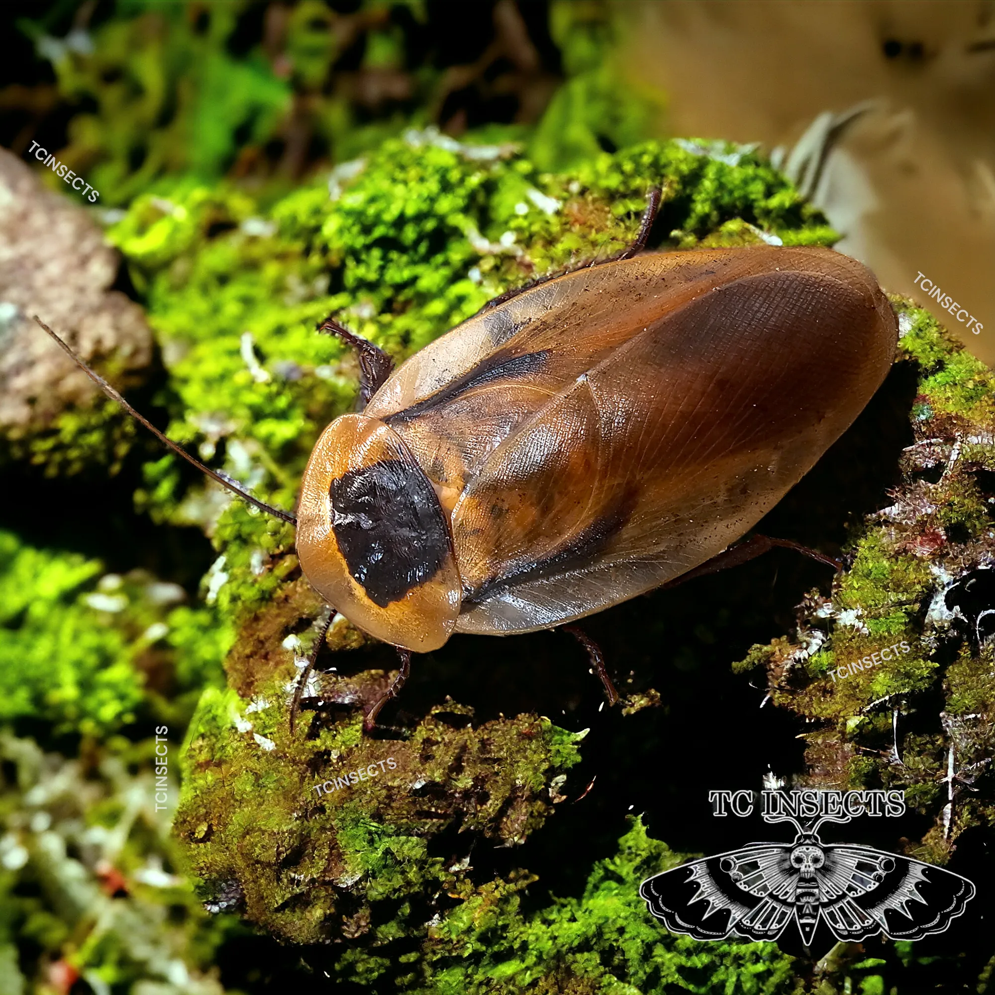 Blaberus atropos “Florida”