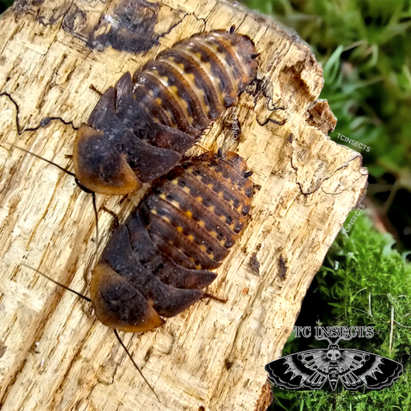 Blaberus atropos “Florida”